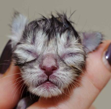 Description: Description: J:\Pictures\K-kull\K-kull_01_nov_2010\20101101_K-kull_f�dsel_0032.jpg