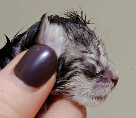 Description: Description: J:\Pictures\K-kull\K-kull_01_nov_2010\20101101_K-kull_f�dsel_0036.jpg