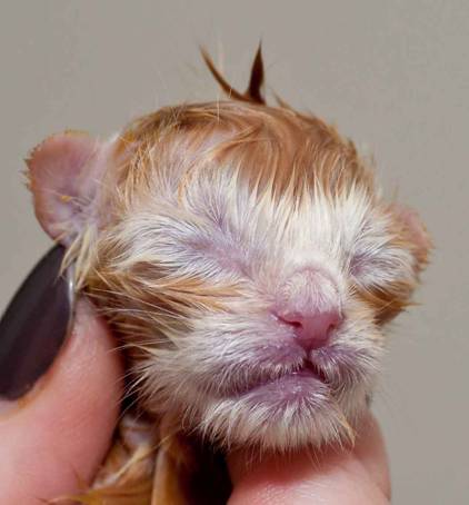 Description: Description: J:\Pictures\K-kull\K-kull_01_nov_2010\20101101_K-kull_f�dsel_0040.jpg