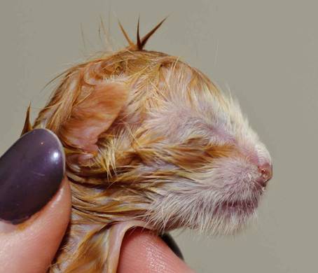 Description: Description: J:\Pictures\K-kull\K-kull_01_nov_2010\20101101_K-kull_f�dsel_0043.jpg