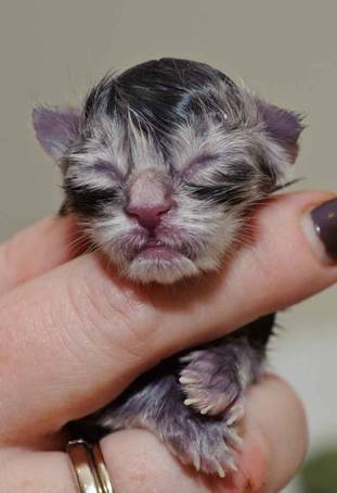 Description: Description: J:\Pictures\K-kull\K-kull_01_nov_2010\20101101_K-kull_f�dsel_0059.jpg