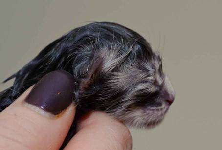 Description: Description: J:\Pictures\K-kull\K-kull_01_nov_2010\20101101_K-kull_f�dsel_0061.jpg