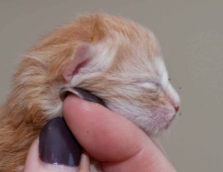 Description: Description: J:\Pictures\K-kull\K-kull_01_nov_2010\20101101_K-kull_f�dsel_0066.jpg