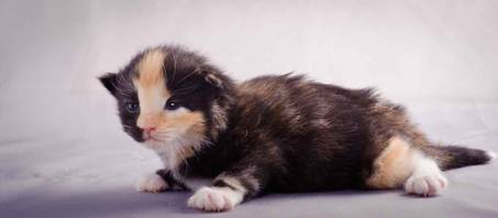 Description: J:\Pictures\L-kull\L-kull_2weeks\20101122_L-kull_2weeks_0039.jpg