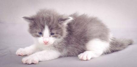 Description: J:\Pictures\L-kull\L-kull_3weeks\20101129_L-kull_3weeks_005.jpg