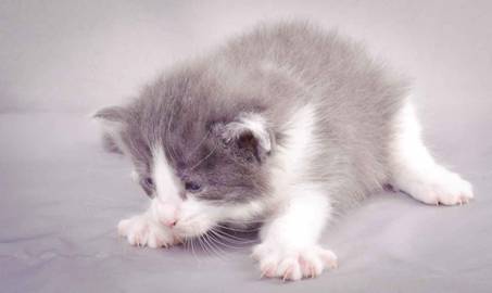 Description: J:\Pictures\L-kull\L-kull_3weeks\20101129_L-kull_3weeks_001.jpg