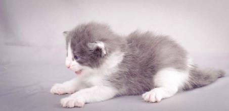 Description: J:\Pictures\L-kull\L-kull_3weeks\20101129_L-kull_3weeks_006.jpg