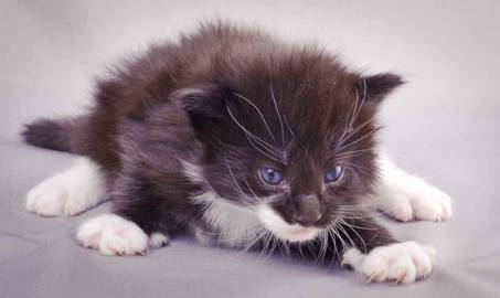 Description: J:\Pictures\L-kull\L-kull_3weeks\20101129_L-kull_3weeks_007.jpg