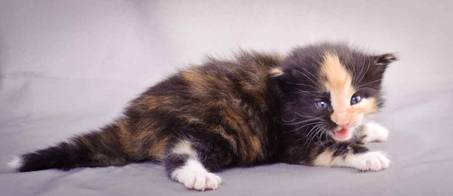 Description: J:\Pictures\L-kull\L-kull_3weeks\20101129_L-kull_3weeks_017.jpg