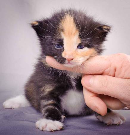 Description: J:\Pictures\L-kull\L-kull_3weeks\20101129_L-kull_3weeks_014.jpg