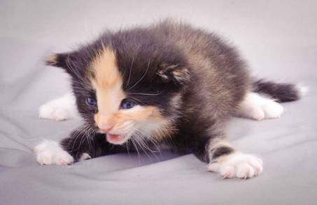 Description: J:\Pictures\L-kull\L-kull_3weeks\20101129_L-kull_3weeks_018.jpg