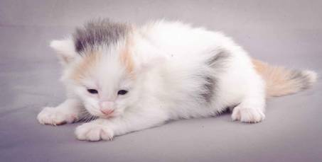 Description: J:\Pictures\L-kull\L-kull_3weeks\20101129_L-kull_3weeks_023.jpg
