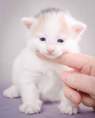 Description: J:\Pictures\L-kull\L-kull_3weeks\20101129_L-kull_3weeks_020.jpg