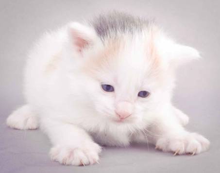 Description: J:\Pictures\L-kull\L-kull_3weeks\20101129_L-kull_3weeks_019.jpg