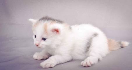 Description: J:\Pictures\L-kull\L-kull_3weeks\20101129_L-kull_3weeks_024.jpg