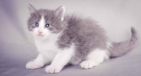 Description: J:\Pictures\L-kull\L-kull_4_weeks\20101207_L-kull_4_weeks_0007.jpg