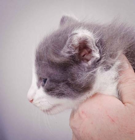 Description: J:\Pictures\L-kull\L-kull_4_weeks\20101207_L-kull_4_weeks_0004.jpg