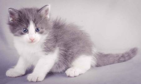 Description: J:\Pictures\L-kull\L-kull_4_weeks\20101207_L-kull_4_weeks_0009.jpg