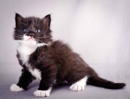 Description: J:\Pictures\L-kull\L-kull_4_weeks\20101207_L-kull_4_weeks_0022.jpg