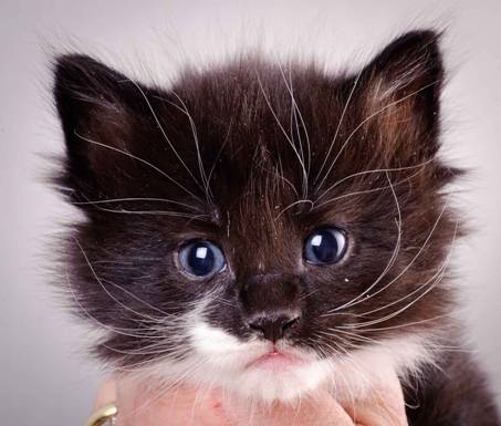 Description: J:\Pictures\L-kull\L-kull_4_weeks\20101207_L-kull_4_weeks_0021.jpg