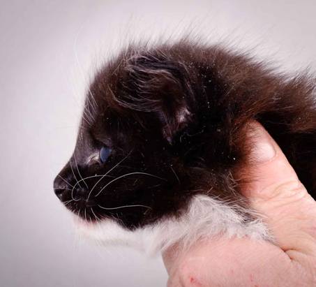 Description: J:\Pictures\L-kull\L-kull_4_weeks\20101207_L-kull_4_weeks_0018.jpg