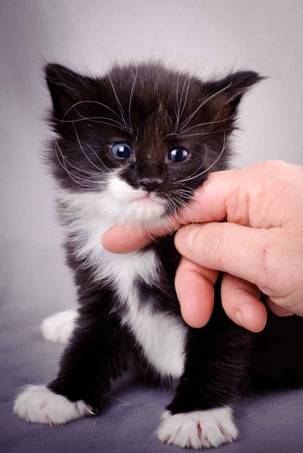 Description: J:\Pictures\L-kull\L-kull_4_weeks\20101207_L-kull_4_weeks_0017.jpg