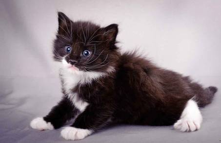 Description: J:\Pictures\L-kull\L-kull_4_weeks\20101207_L-kull_4_weeks_0025.jpg