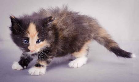 Description: J:\Pictures\L-kull\L-kull_4_weeks\20101207_L-kull_4_weeks_0036.jpg