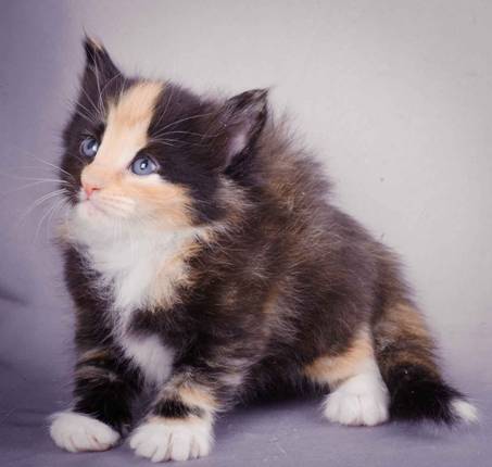 Description: J:\Pictures\L-kull\L-kull_4_weeks\20101207_L-kull_4_weeks_0035.jpg