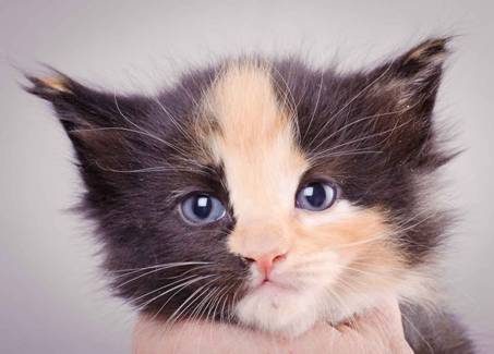 Description: J:\Pictures\L-kull\L-kull_4_weeks\20101207_L-kull_4_weeks_0033.jpg