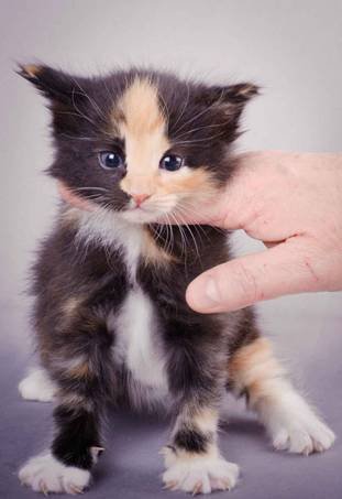 Description: J:\Pictures\L-kull\L-kull_4_weeks\20101207_L-kull_4_weeks_0032.jpg