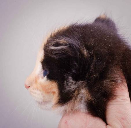 Description: J:\Pictures\L-kull\L-kull_4_weeks\20101207_L-kull_4_weeks_0031.jpg