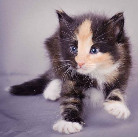 Description: J:\Pictures\L-kull\L-kull_4_weeks\20101207_L-kull_4_weeks_0029.jpg