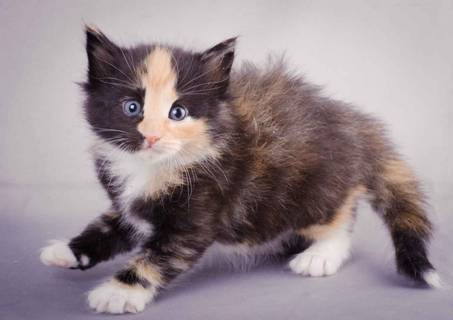 Description: J:\Pictures\L-kull\L-kull_4_weeks\20101207_L-kull_4_weeks_0037.jpg