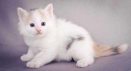 Description: J:\Pictures\L-kull\L-kull_4_weeks\20101207_L-kull_4_weeks_0049.jpg