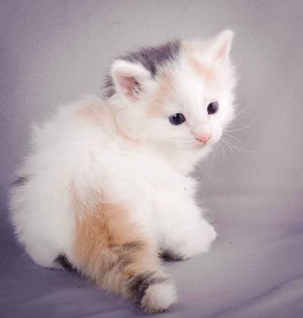 Description: J:\Pictures\L-kull\L-kull_4_weeks\20101207_L-kull_4_weeks_0046.jpg