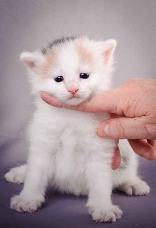 Description: J:\Pictures\L-kull\L-kull_4_weeks\20101207_L-kull_4_weeks_0043.jpg