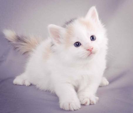 Description: J:\Pictures\L-kull\L-kull_4_weeks\20101207_L-kull_4_weeks_0042.jpg