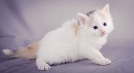 Description: J:\Pictures\L-kull\L-kull_4_weeks\20101207_L-kull_4_weeks_0051.jpg