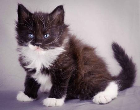 Description: J:\Pictures\L-kull\L-kull_5_weeks\20101214_L-kull_5_weeks_0025.jpg