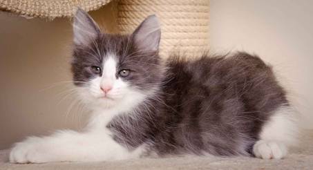 Description: J:\Pictures\L-kull\L-kull_8_weeks\20110104_L-kull_8_weeks_0008.jpg