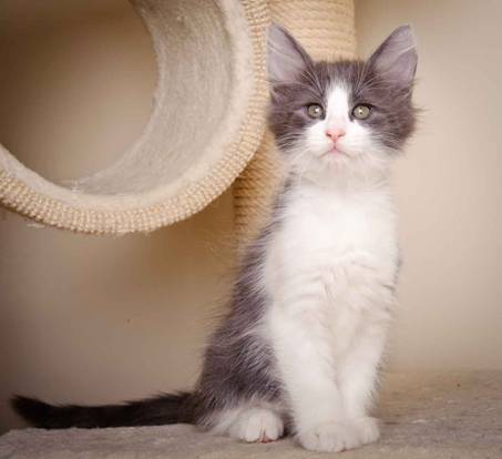 Description: J:\Pictures\L-kull\L-kull_8_weeks\20110104_L-kull_8_weeks_0020.jpg