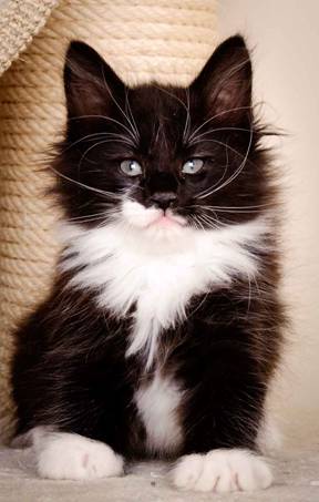 Description: J:\Pictures\L-kull\L-kull_8_weeks\20110104_L-kull_8_weeks_0023.jpg