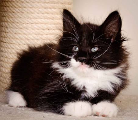 Description: J:\Pictures\L-kull\L-kull_8_weeks\20110104_L-kull_8_weeks_0022.jpg