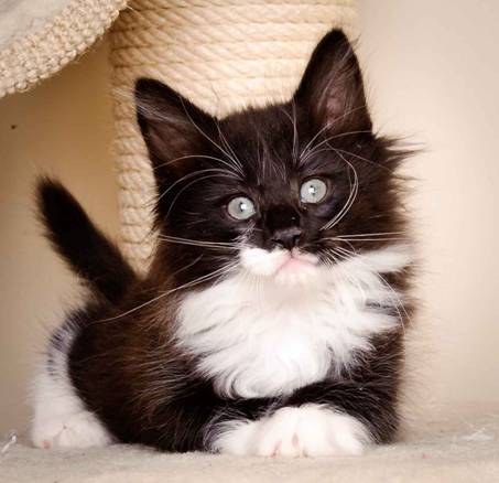 Description: J:\Pictures\L-kull\L-kull_8_weeks\20110104_L-kull_8_weeks_0035.jpg