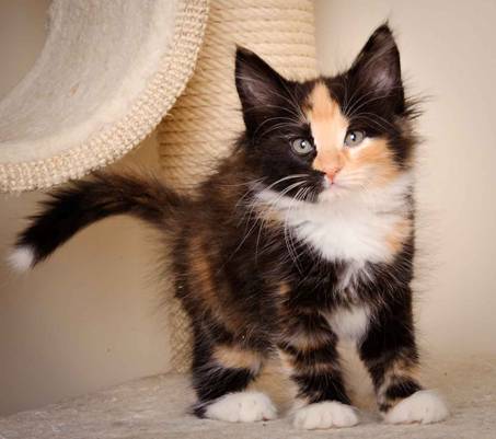 Description: J:\Pictures\L-kull\L-kull_8_weeks\20110104_L-kull_8_weeks_0064.jpg