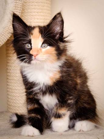 Description: J:\Pictures\L-kull\L-kull_8_weeks\20110104_L-kull_8_weeks_0062.jpg