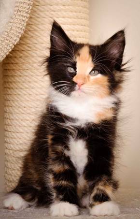 Description: J:\Pictures\L-kull\L-kull_8_weeks\20110104_L-kull_8_weeks_0060.jpg