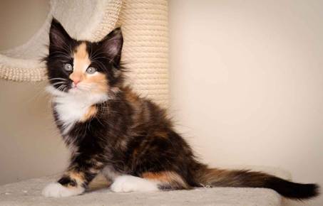 Description: J:\Pictures\L-kull\L-kull_8_weeks\20110104_L-kull_8_weeks_0072.jpg