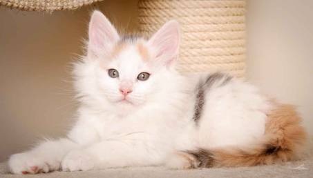 Description: J:\Pictures\L-kull\L-kull_8_weeks\20110104_L-kull_8_weeks_0049.jpg